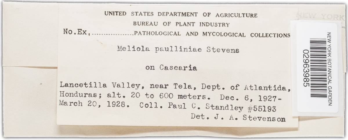 Meliolaceae image