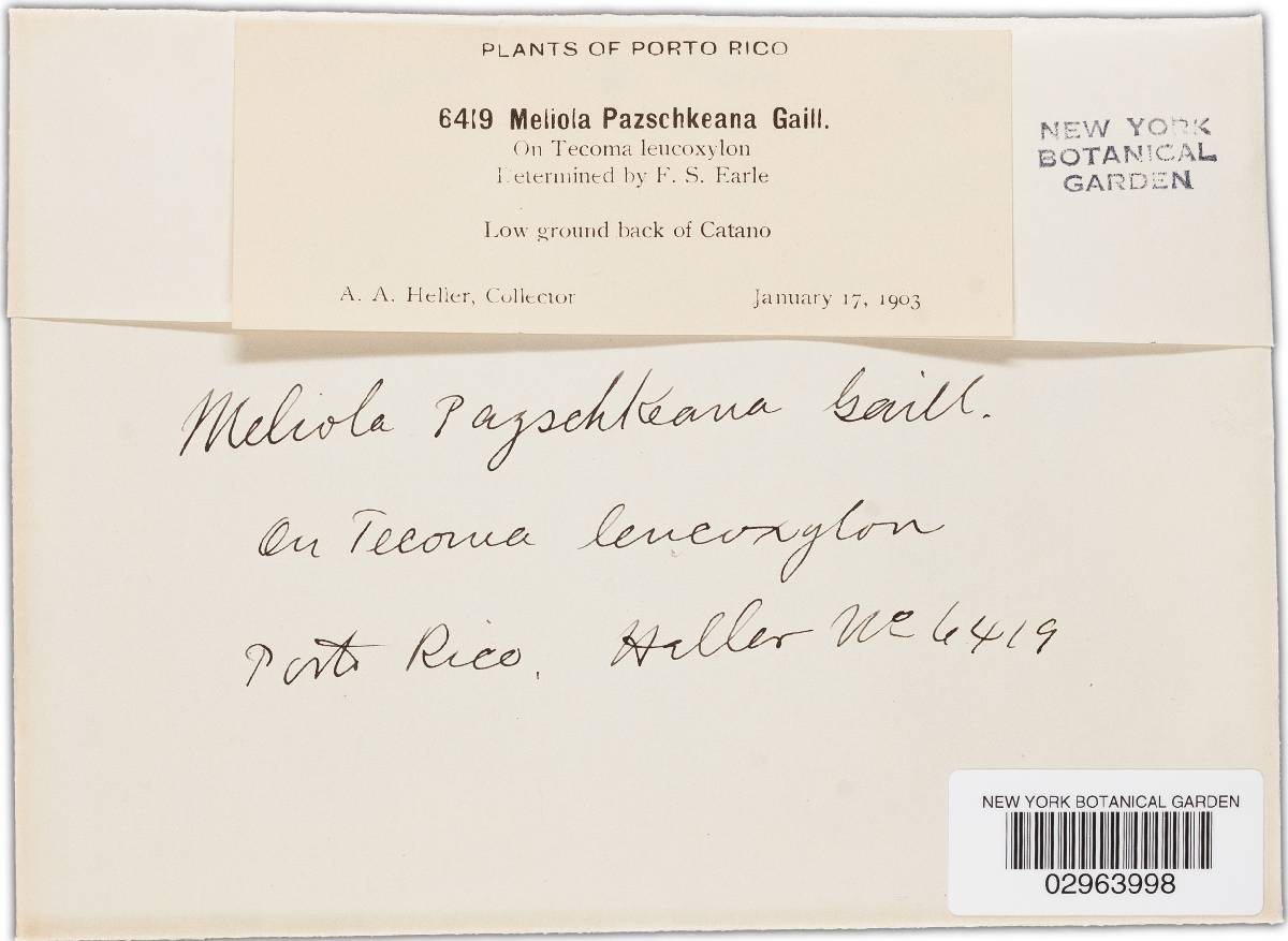 Meliola pazschkeana image