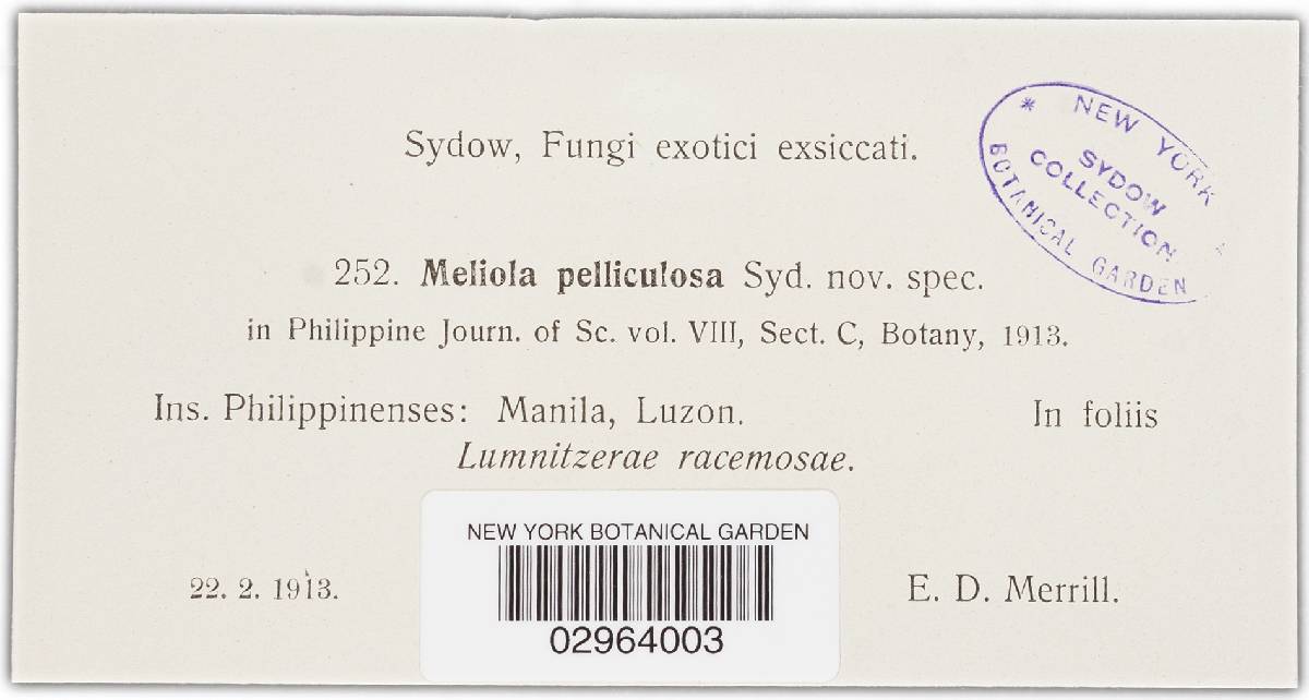 Meliola pelliculosa image