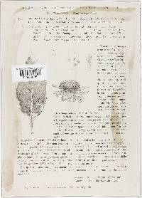 Meliola penzigi image