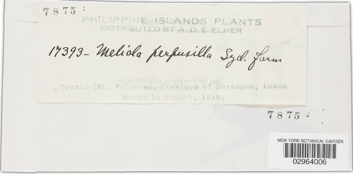 Meliola perpusilla image