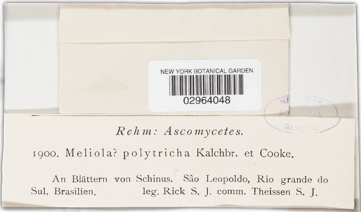 Meliola polytricha image