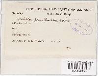 Meliola praetervisa image