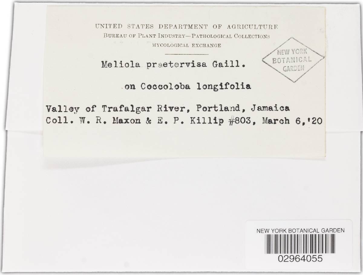 Meliola praetervisa image