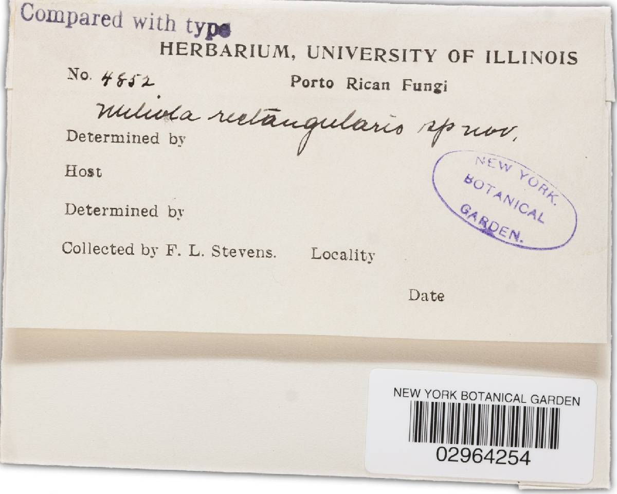 Meliola rectangularis image