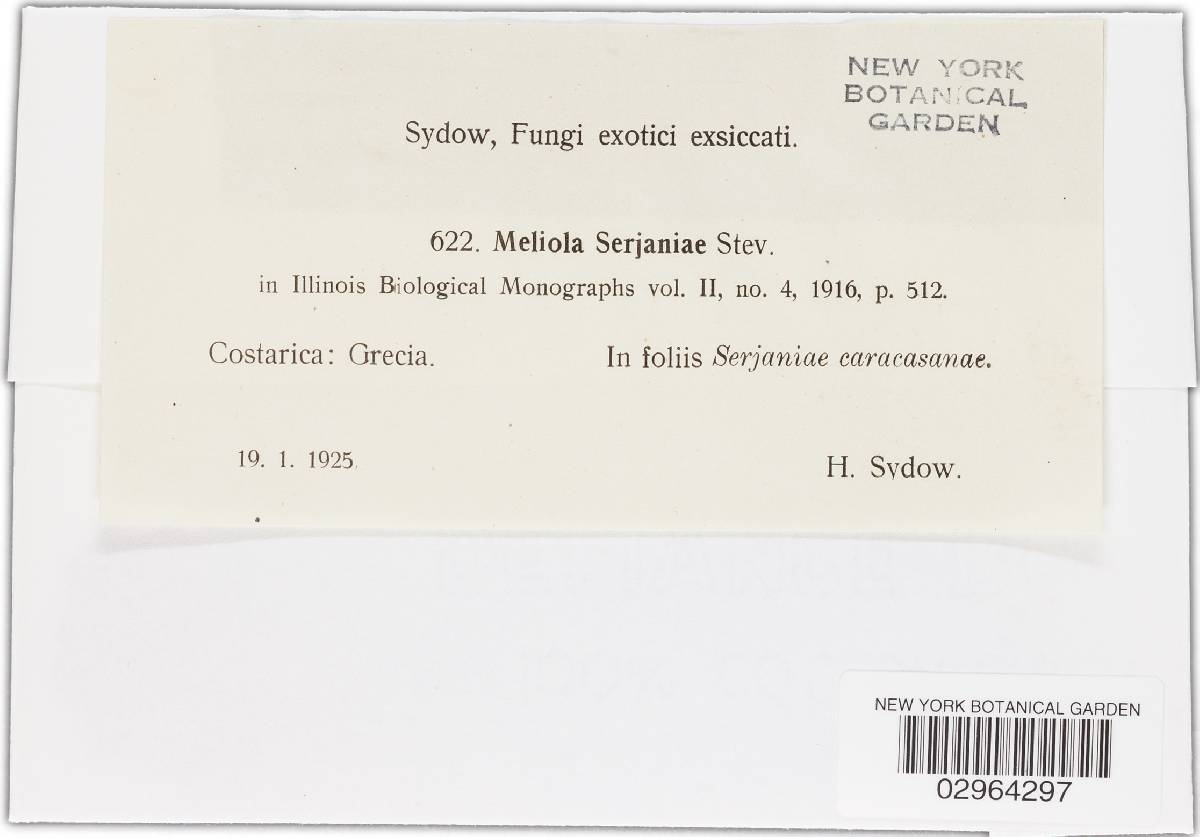 Meliola serjaniae image