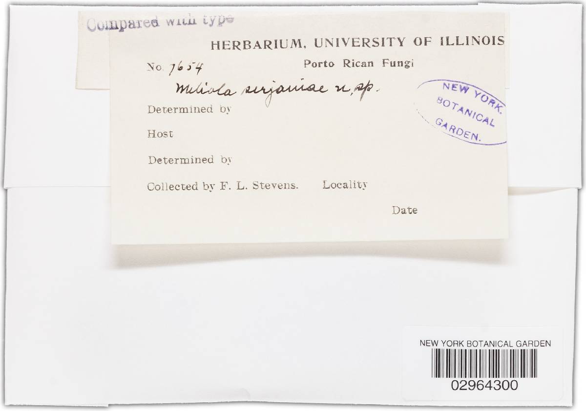 Meliola serjaniae image