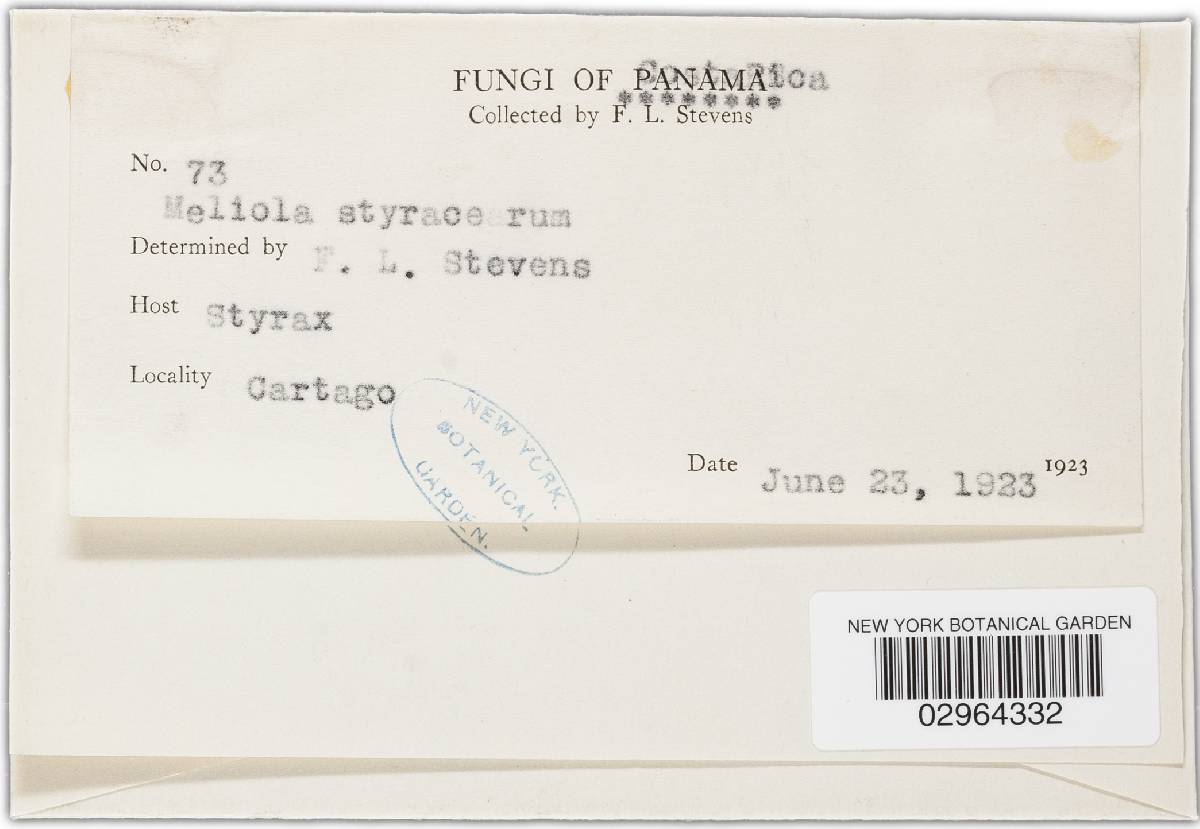 Meliola styracearum image