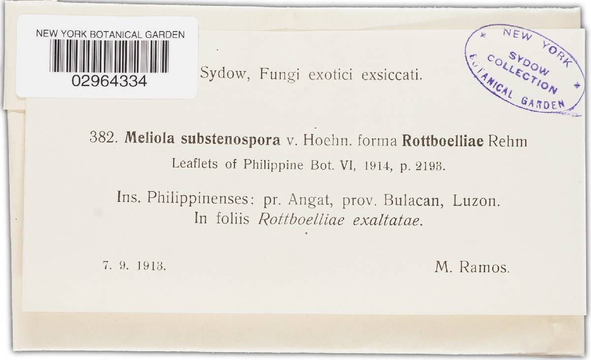 Meliola substenospora image