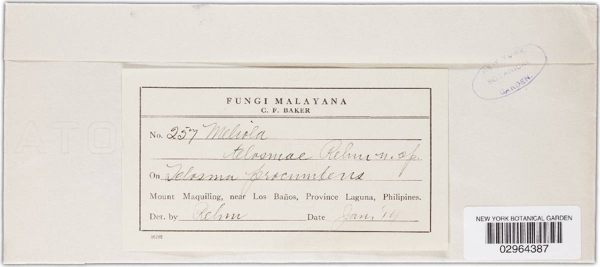 Meliola telosmae image