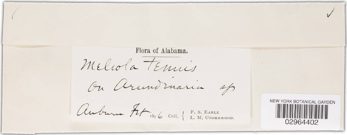 Meliola tenuis image