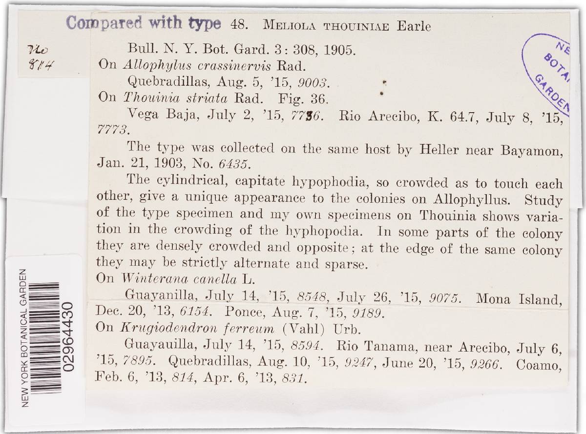 Meliola thouiniae image