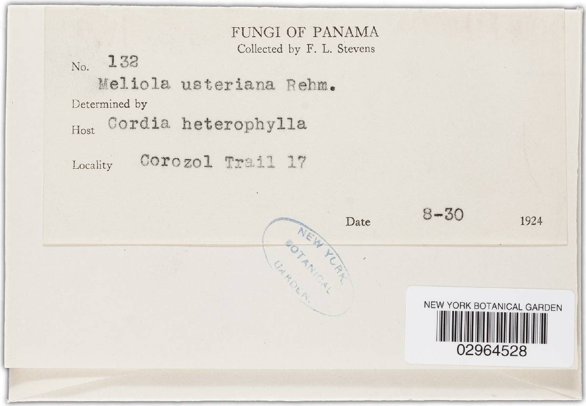 Meliola usteriana image
