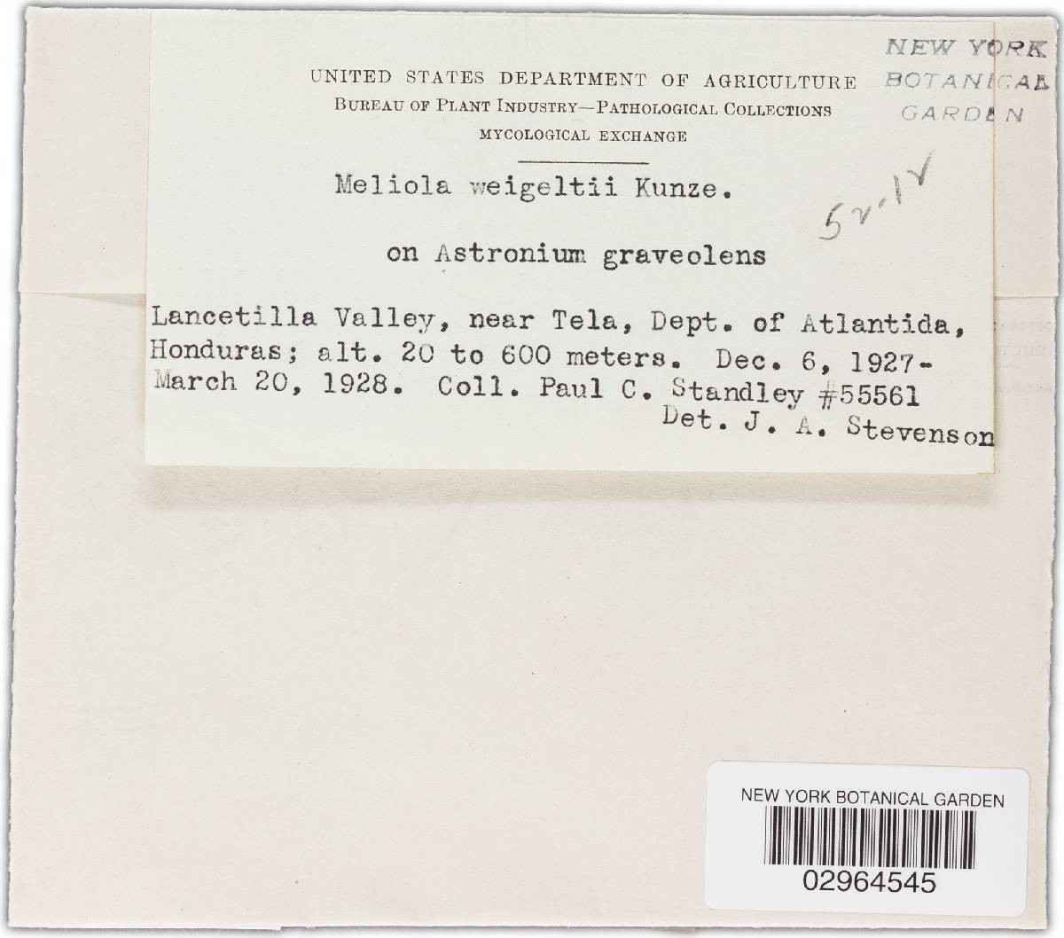 Meliola weigeltii image
