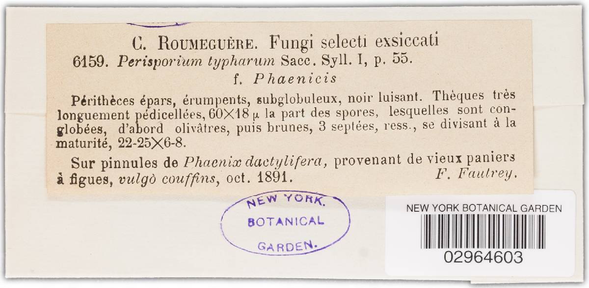 Perisporium typharum image