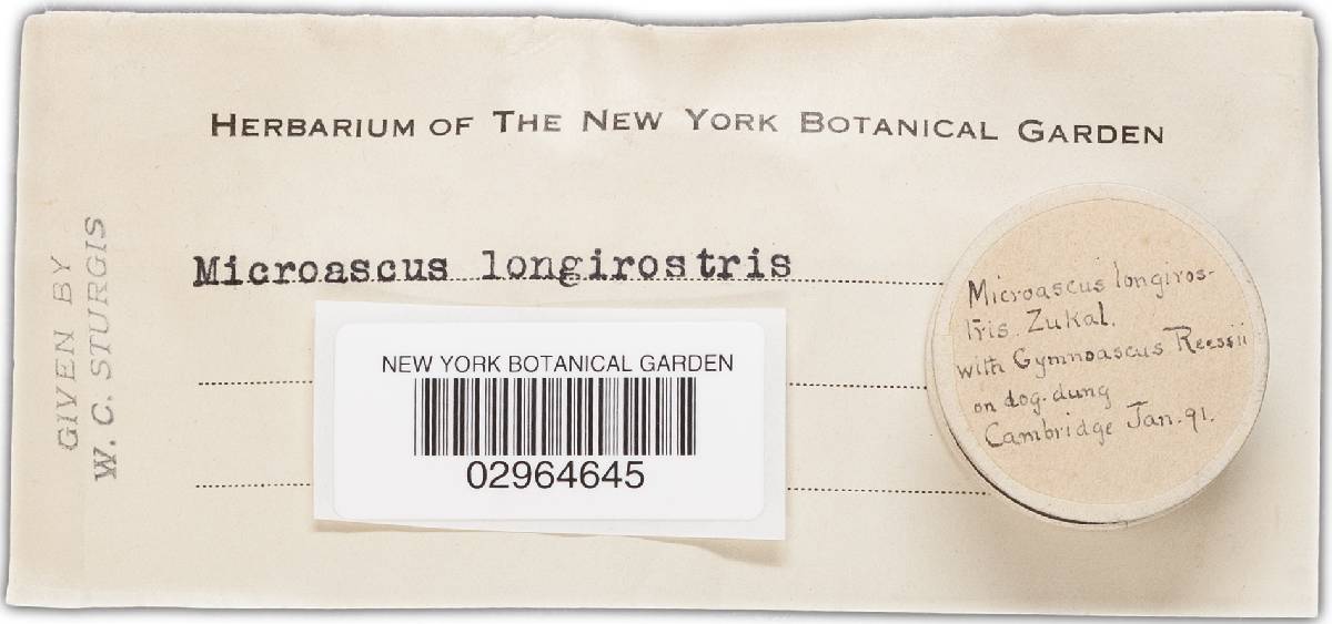 Microascus longirostris image