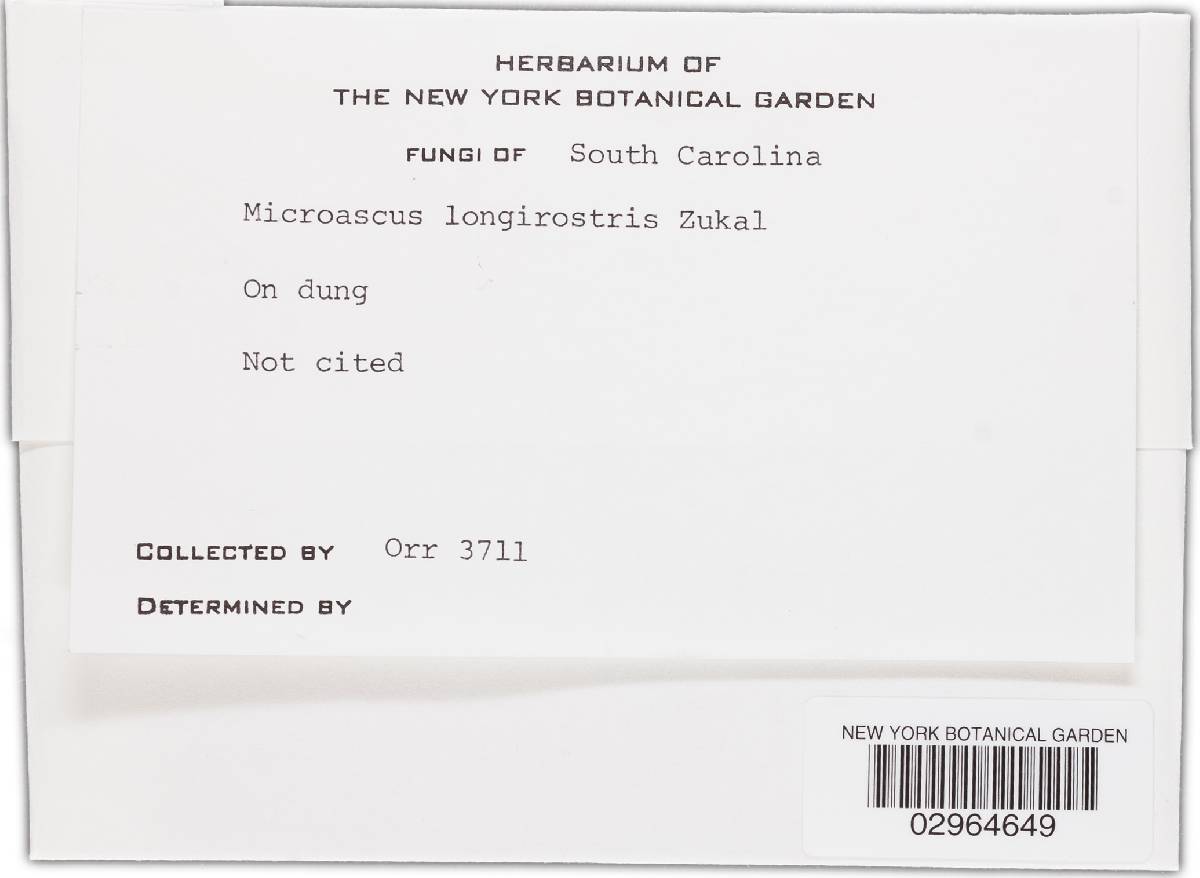 Microascus longirostris image