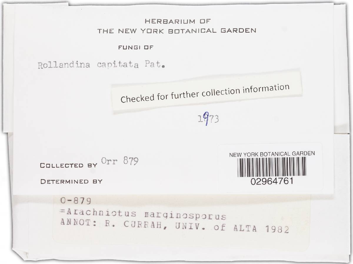 Arachniotus marginosporus image