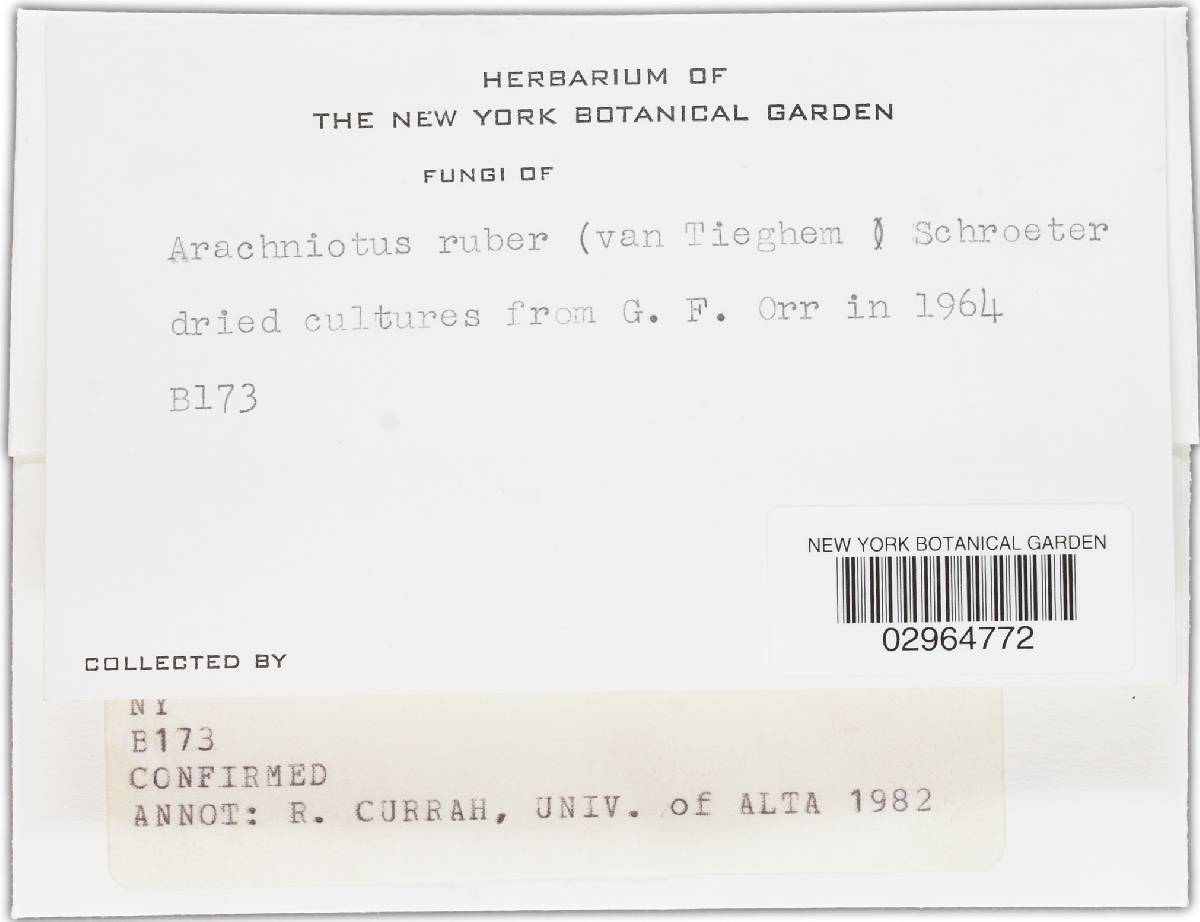 Arachniotus ruber image