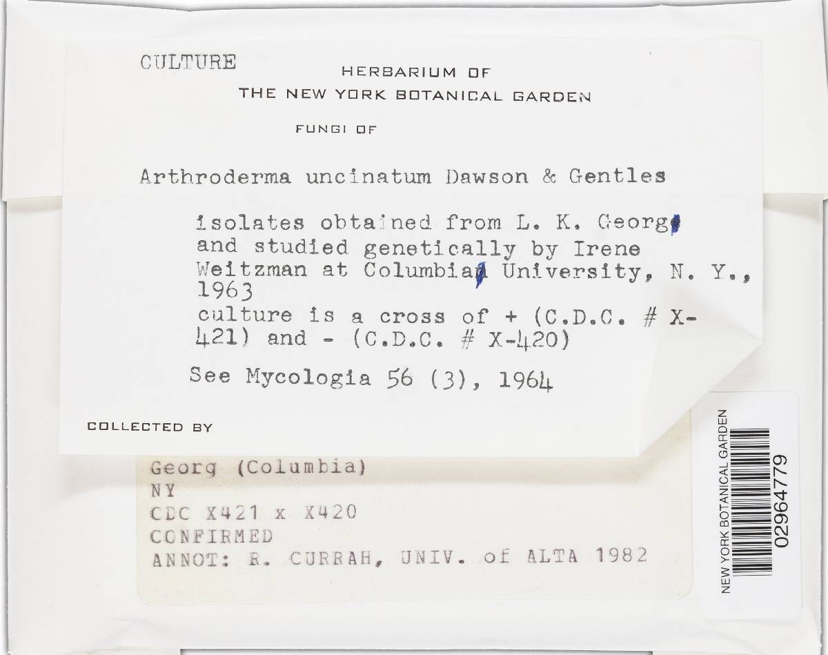 Arthroderma uncinatum image