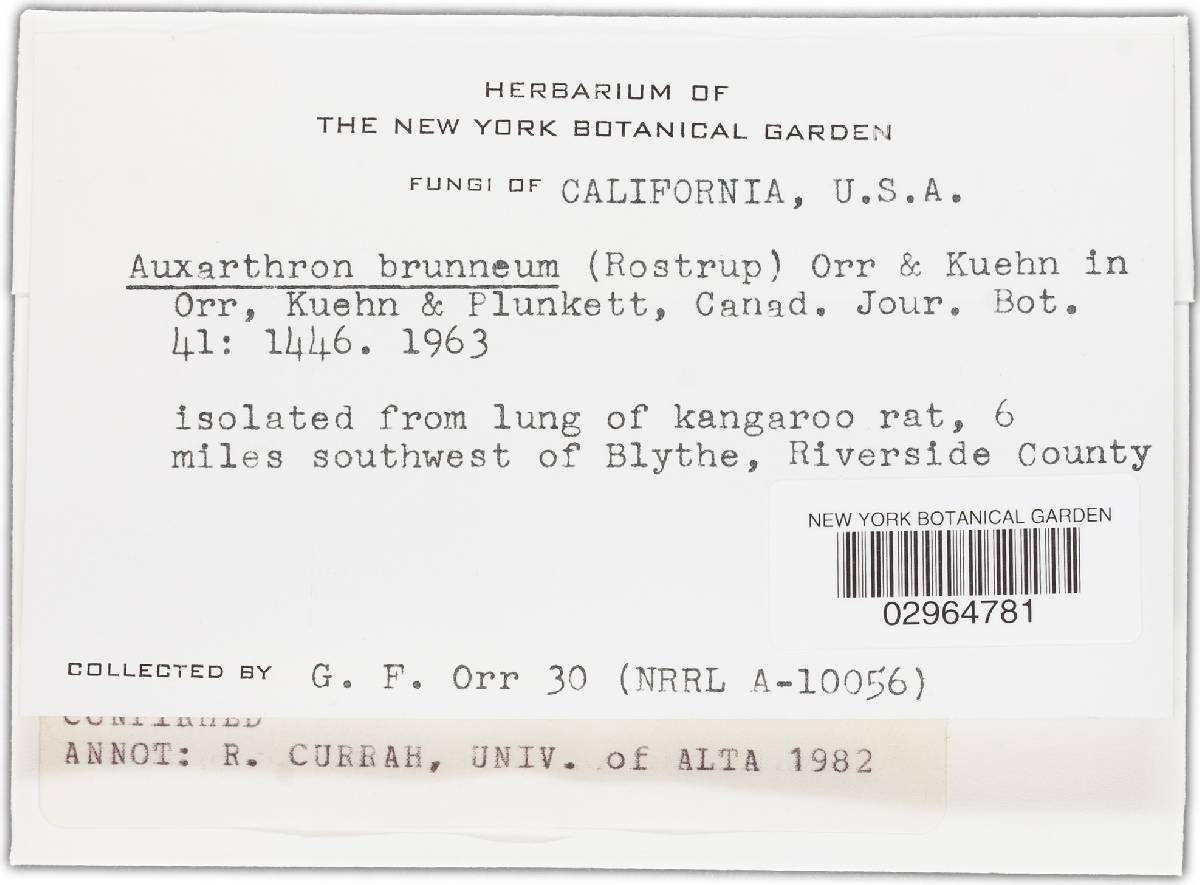 Auxarthron umbrinum image
