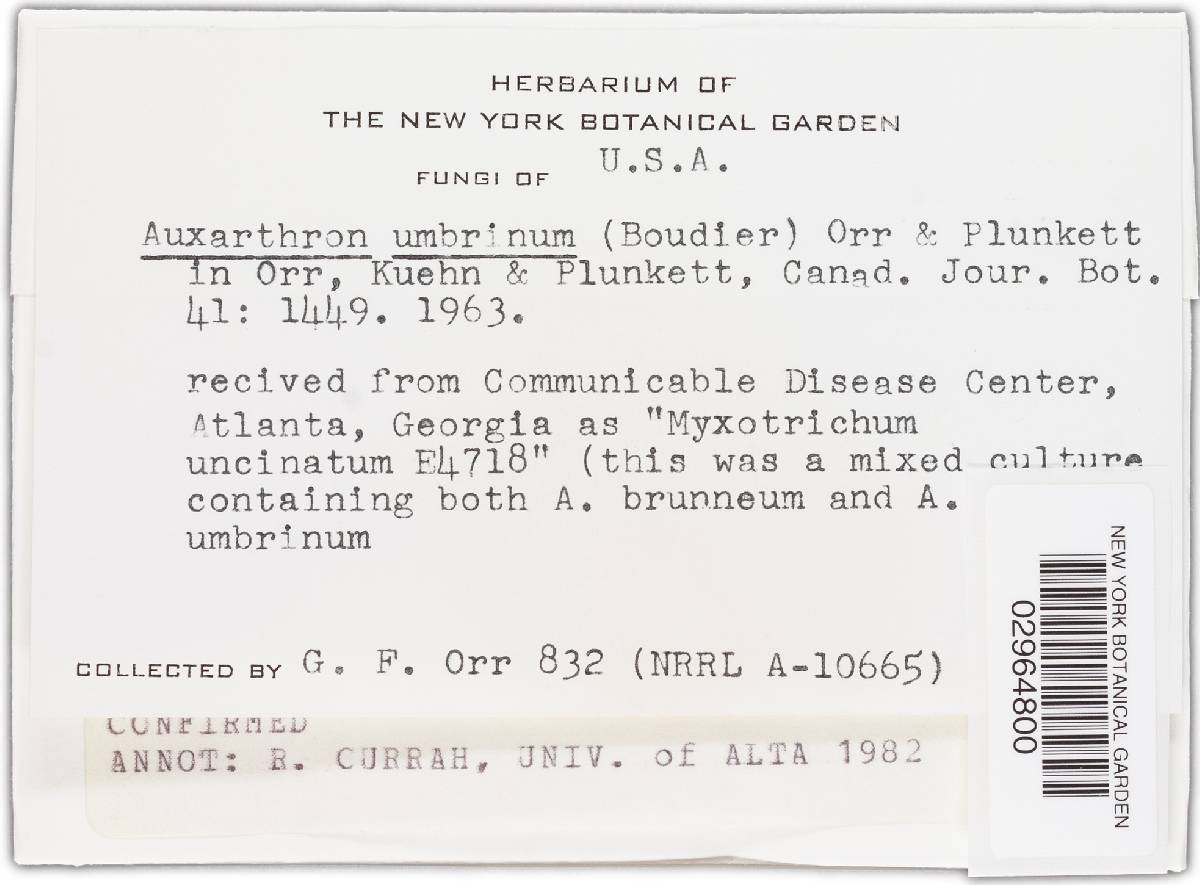 Auxarthron umbrinum image