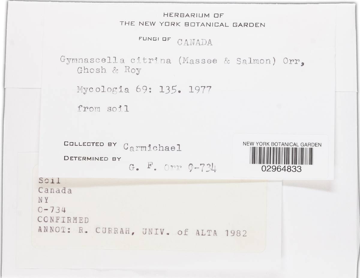 Gymnascella image