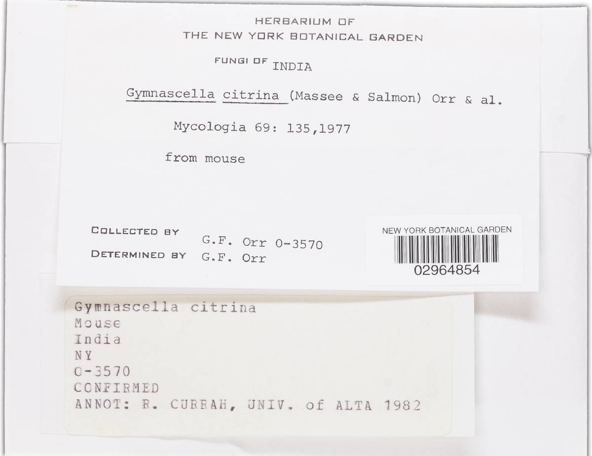 Gymnascella citrina image