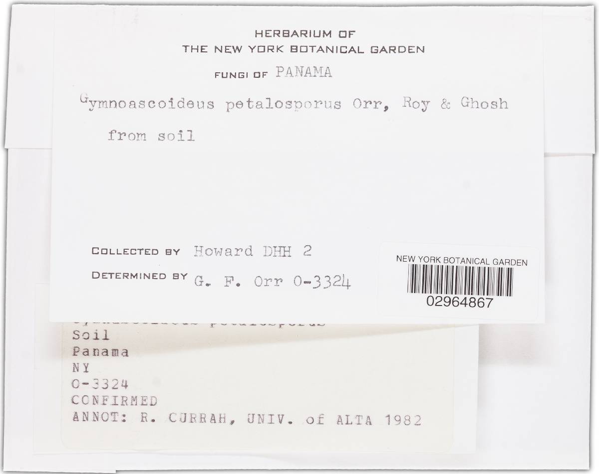 Gymnoascoideus petalosporus image