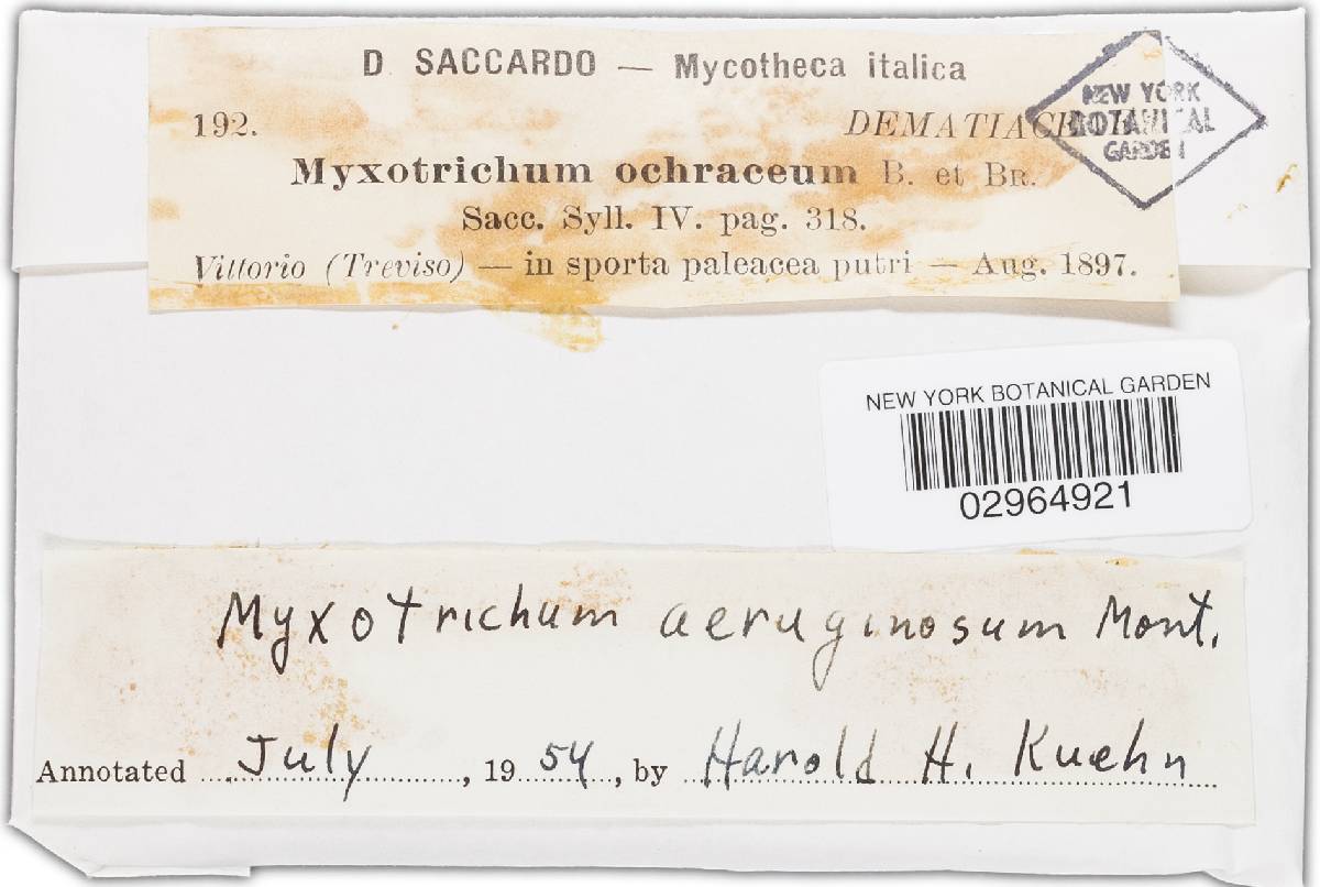Myxotrichum ochraceum image