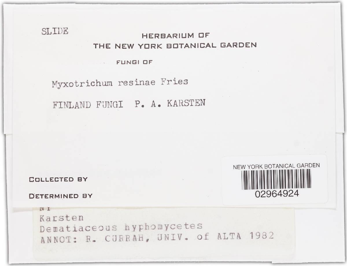 Alysidium resinae image