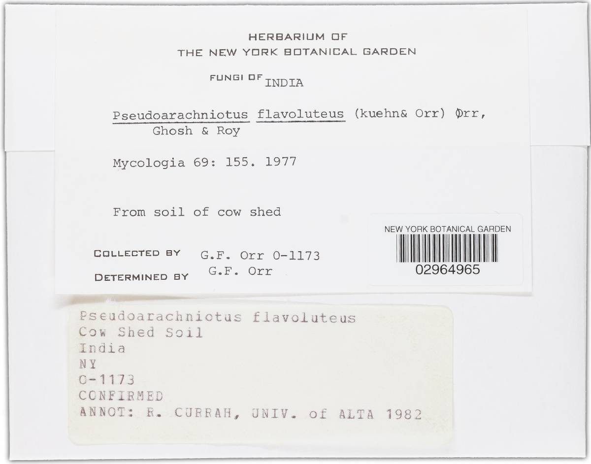 Arachniotus flavoluteus image