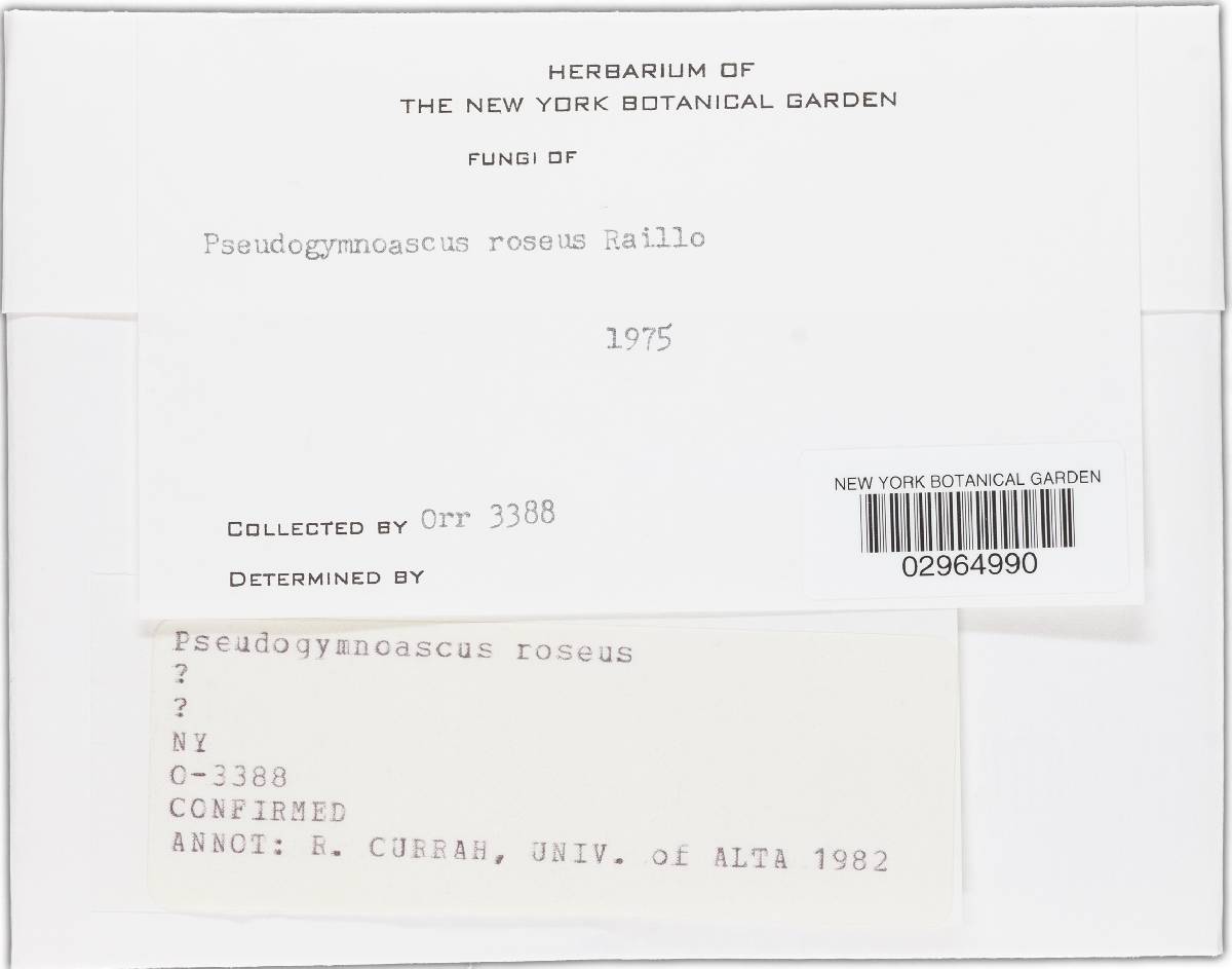 Pseudogymnoascus roseus image