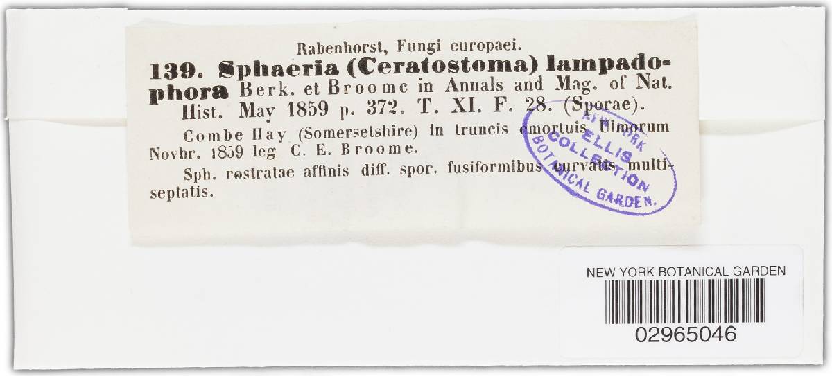 Ceratosphaeria lampadophora image