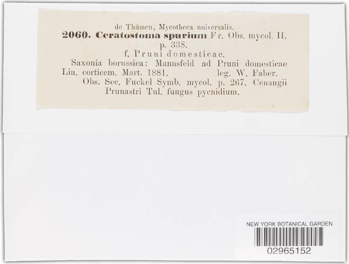 Ceratostoma spurium image