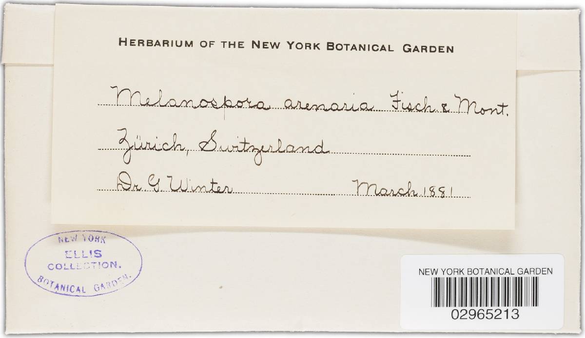 Melanospora arenaria image