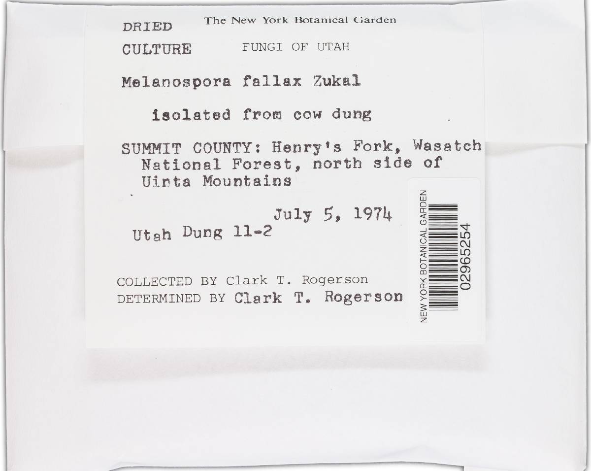 Melanospora fallax image