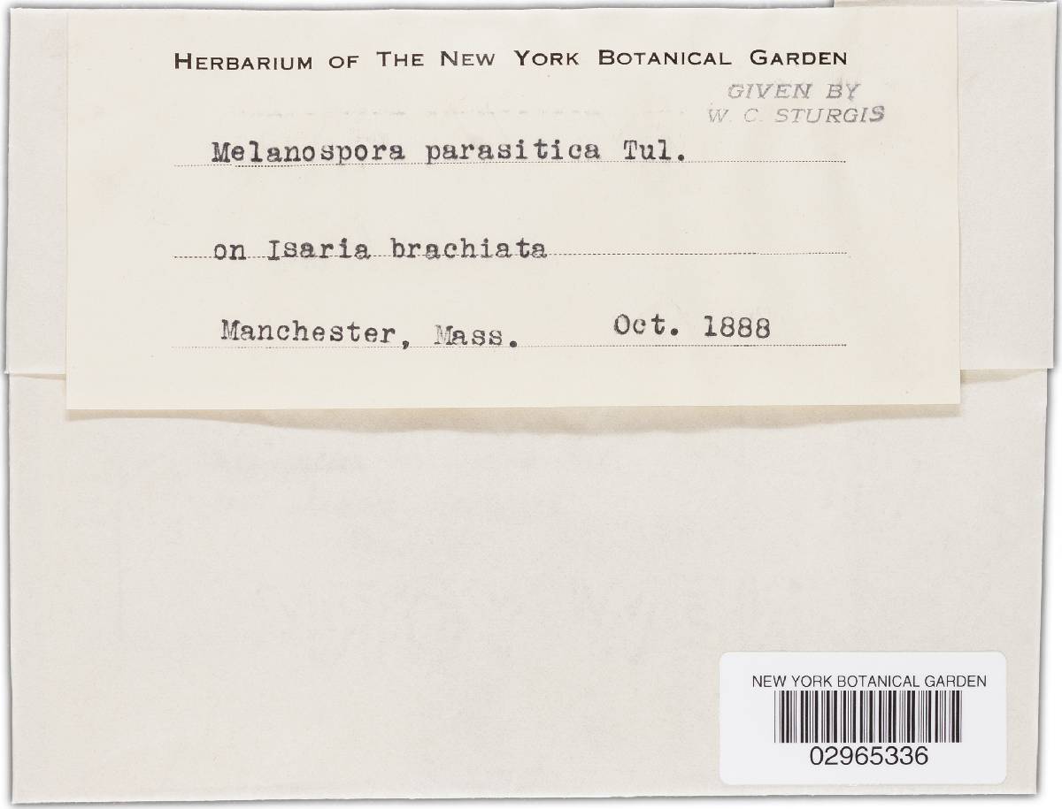 Melanospora parasitica image