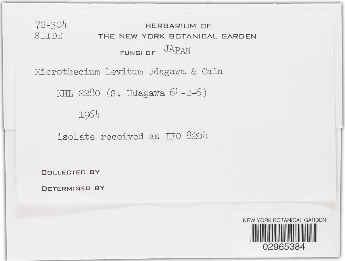 Microthecium levitum image