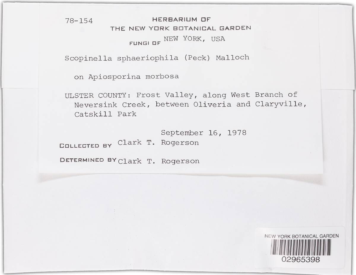 Scopinella sphaerophila image