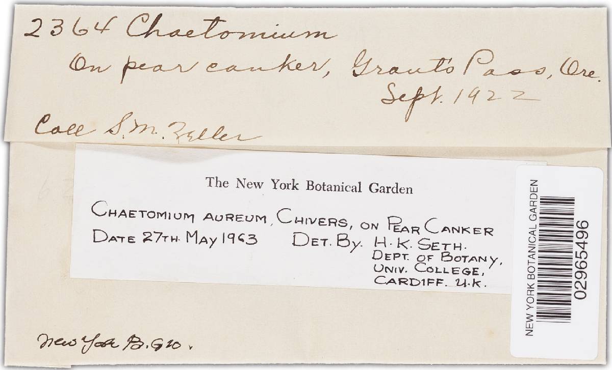 Chaetomium aureum image