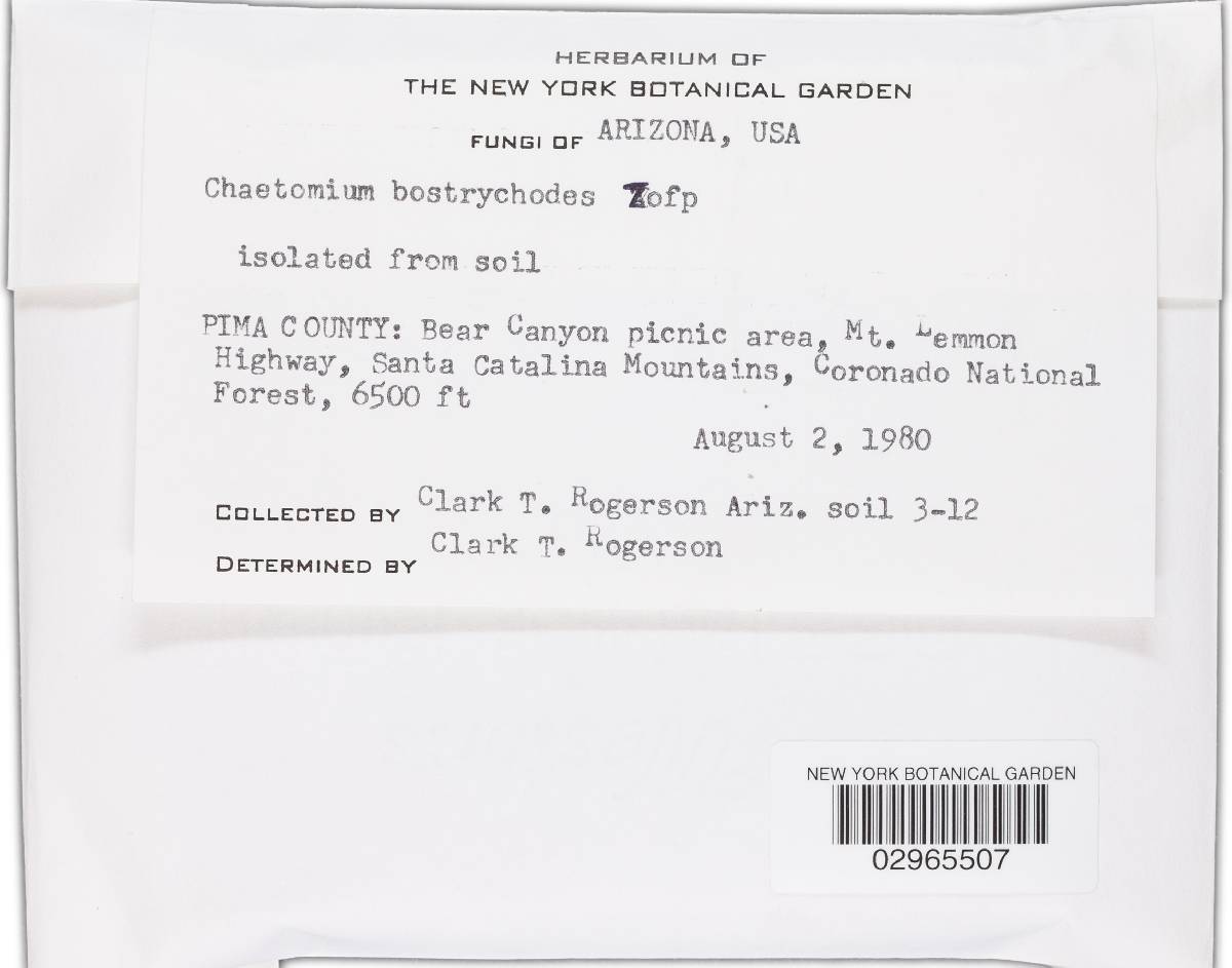 Chaetomium bostrychodes image