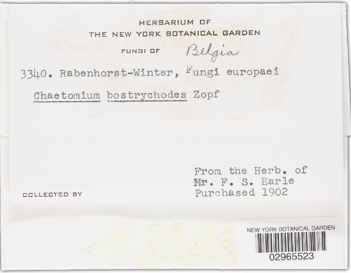 Chaetomium bostrychodes image