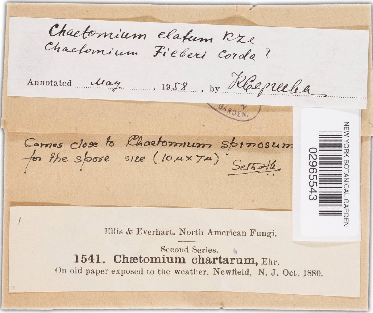 Chaetomium globosum image