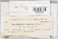 Chaetomium elatum image