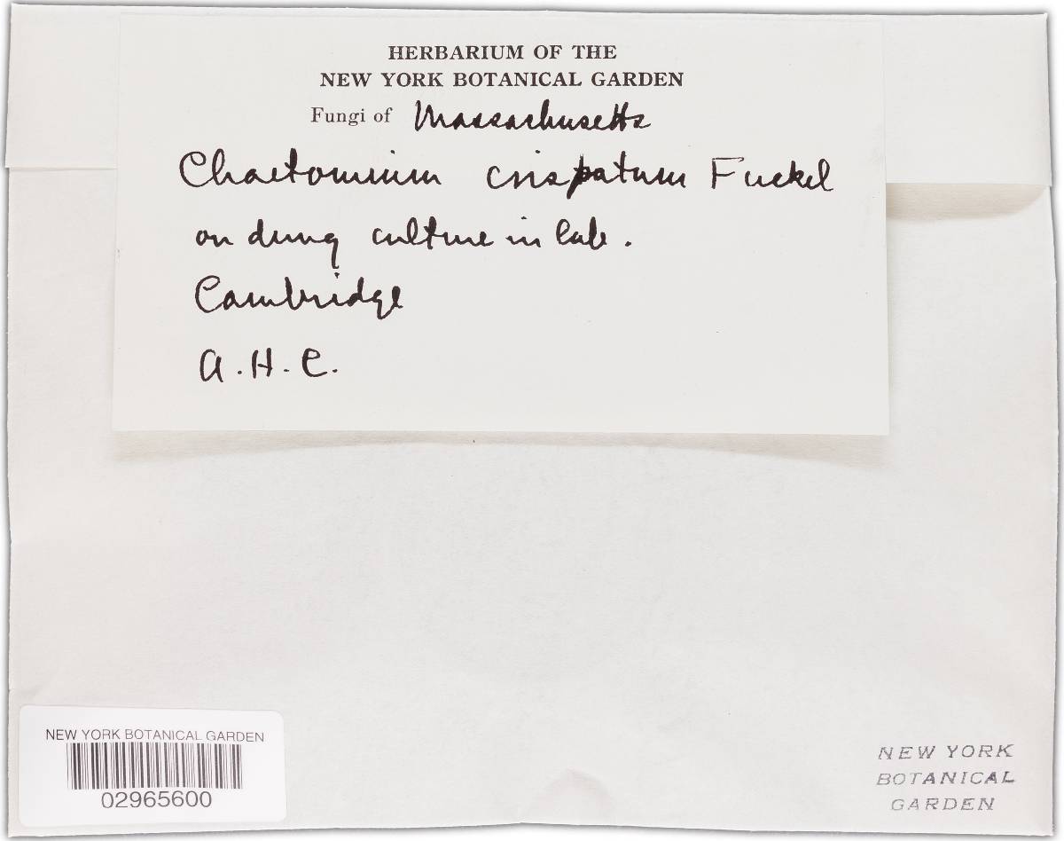 Chaetomium crispatum image