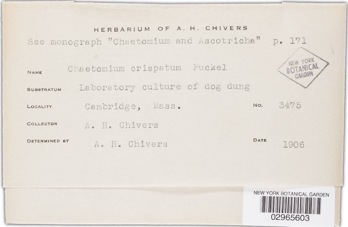 Chaetomium crispatum image