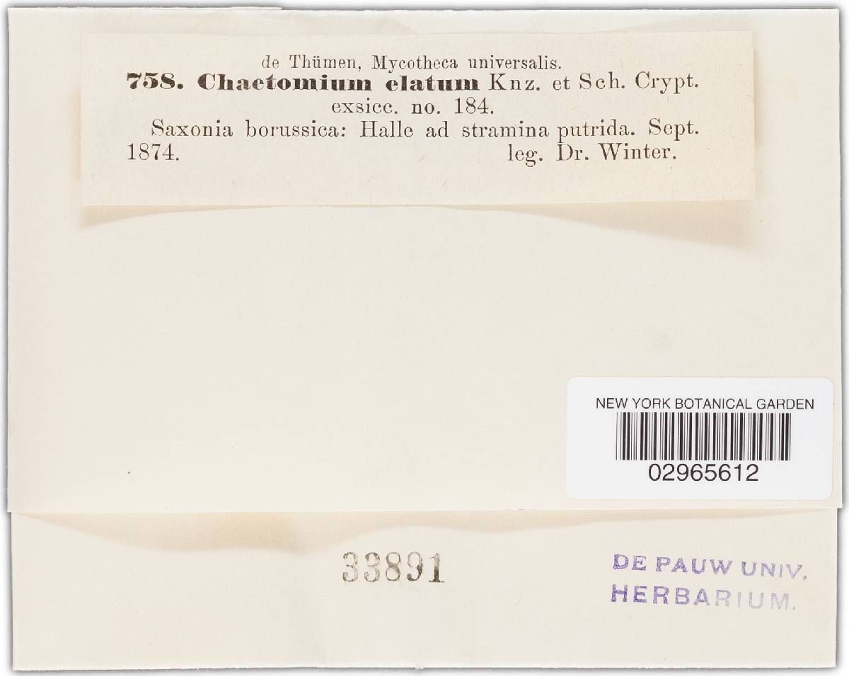 Chaetomium elatum image