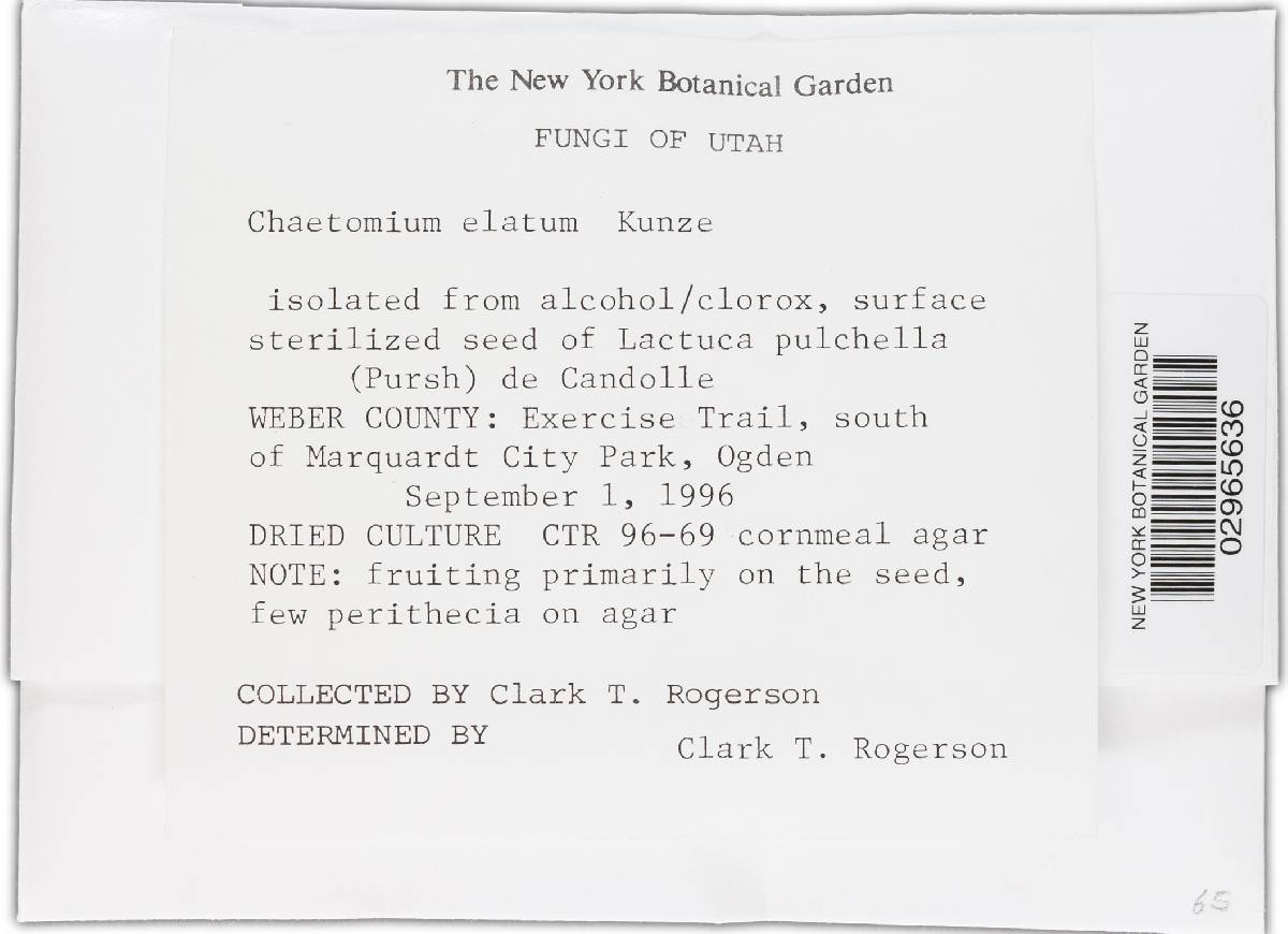 Chaetomium image