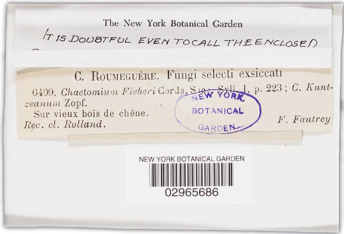 Chaetomiaceae image